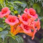 Seeds of Chinese Trumpet Vine - Campsis grandiflora