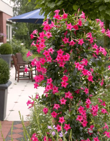 Mandevilla seeds potted balcony Flower PINK