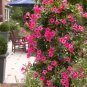 Mandevilla seeds potted balcony Flower PINK