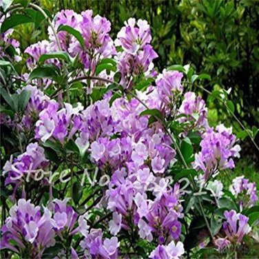 Mandevilla seeds potted balcony Flower PURPLE