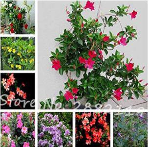 Mandevilla seeds potted balcony Flower MIX