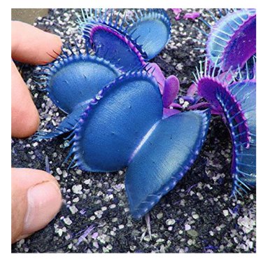 Flytrap Bonsai Seeds - 100 PCS Garden Potted Blue Insectivorous Plant