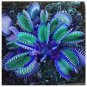 Flytrap Bonsai Seeds - 100 PCS Garden Potted Blue Insectivorous Plant