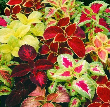 COLEUS RAINBOW MIX FLOWER SEEDS NON GMO FRESH HARVEST