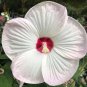 Red/Pink/White Hibiscus 100+ Seeds