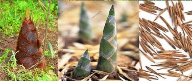 50+Giant Moso Bamboo Seeds