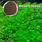 Aquarium Plant Seed Fish Tank Aquatic Water Grass mini leaf