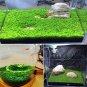 Aquarium Plant Seed Fish Tank Aquatic Water Grass mini leaf