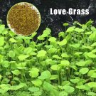Aquarium Plant Seed Fish Tank Aquatic Water Grass love