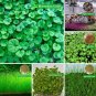 Aquarium Plant Seed Fish Tank Aquatic Water Grass mini hairy