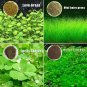 Aquarium Plant Seed Fish Tank Aquatic Water Grass mini hairy