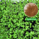 Aquarium Plant Seed Fish Tank Aquatic Water Grass small leaf