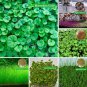Aquarium Plant Seed Fish Tank Aquatic Water Grass small leaf