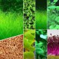 Aquarium Plant Seed Fish Tank Aquatic Water Grass small leaf