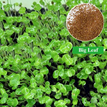 Aquarium Plant Seed Fish Tank Aquatic Water Grass big leaf