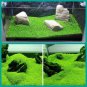 Aquarium Plant Seed Fish Tank Aquatic Water Grass big leaf
