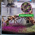 Aquarium Plant Seed Fish Tank Aquatic Water Grass red leaf