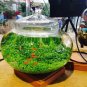 Aquarium Plant Seed Fish Tank Aquatic Water Grass red leaf