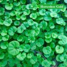 Aquarium Plant Seed Fish Tank Aquatic Water Grass horseshoegold leaf
