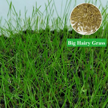 Aquarium Plant Seed Fish Tank Aquatic Water Grass big hairy leaf