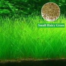 Aquarium Plant Seed Fish Tank Aquatic Water Grass small hairy leaf