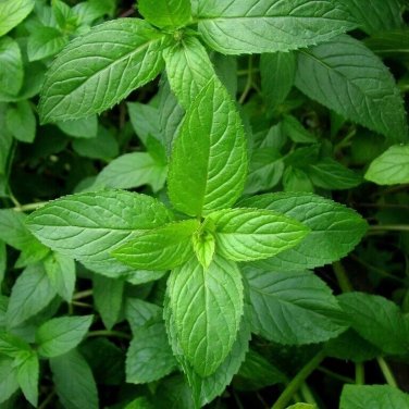 Mixed Mint Seeds 500++ Peppermint + spearmint