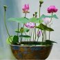 15pcs Mixed Color The Sacred Bonsai Lotus Flower Seeds