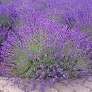 200 Lavender Seeds,