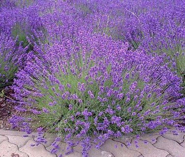 200 Lavender Seeds,