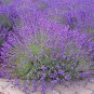 200 Lavender Seeds,