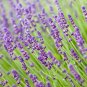 200 Lavender Seeds,