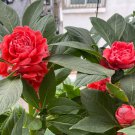 Premium 'Buddha's Hand' Double Impatiens Seeds - Large Red Blooms