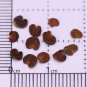 Grow Sturt's Desert Pea â Unique Australian Wildflower Seeds