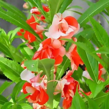 Mixed Color Balsam Seeds