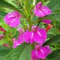 Mixed Color Balsam Seeds