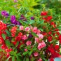 Mixed Color Balsam Seeds
