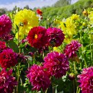 Mixed-Color Double-Petal Dahlia Seeds – Large Blooms, Perennial Herb