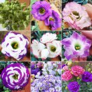 200 Mixed Eustoma (Lisianthus) Seeds – High Germination Rate mix