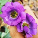 200 T1 Eustoma (Lisianthus) Seeds – High Germination Rate