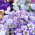 200 T3 Eustoma (Lisianthus) Seeds – High Germination Rate mix