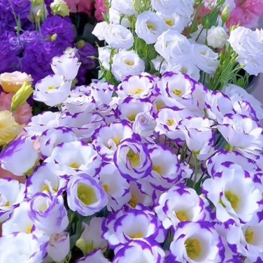 200 T3 Eustoma (Lisianthus) Seeds &acirc;�� High Germination Rate mix
