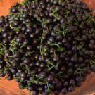 200 Black Nightshade Plant (Solanum nigrum) – Edible Berries,