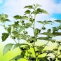 200 Black Nightshade Plant (Solanum nigrum) – Edible Berries,