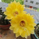 100 Echinopsis Cactus Seeds YELLOW, Easy-Care Large Bloom
