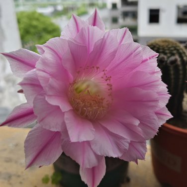 100 Echinopsis Cactus Seeds PINK, Easy-Care Large Bloom