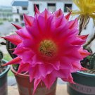 100 Echinopsis Cactus Seeds PINK L, Easy-Care Large Bloom