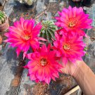 100 Echinopsis Cactus Seeds RED, Easy-Care Large Bloom