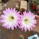 100 Echinopsis Cactus Seeds PING WHITE, Easy-Care Large Bloom