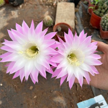 100 Echinopsis Cactus Seeds PING WHITE, Easy-Care Large Bloom