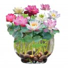 30 Mix Lotus Seeds Mix Color Lotus flower Seeds Sacred Indian Lotus US